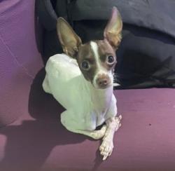 Lost Male Dog last seen Rua Jurubim vila Boaçava , Vila Boacava, SP 05170-100
