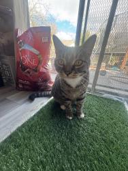 Lost Male Cat last seen Dry Creek Way and Eighth Street, Stockton, CA 95206