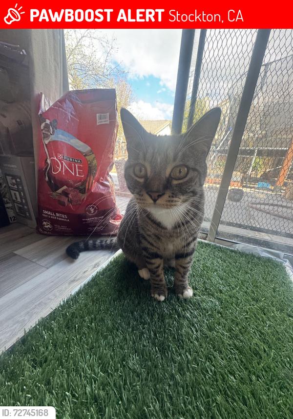 Lost Male Cat last seen Dry Creek Way and Eighth Street, Stockton, CA 95206