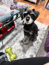 Lost Male Dog last seen Scotts Mill Run Rd, Lou Ivy rd , Peachtree Corners, GA 30096
