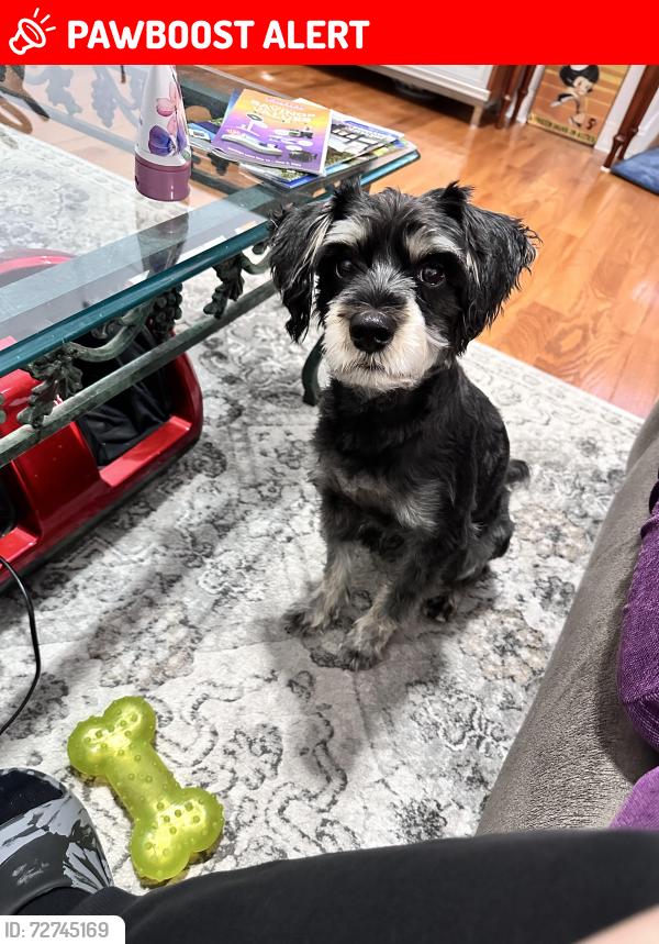 Lost Male Dog last seen Scotts Mill Run Rd, Lou Ivy rd , Peachtree Corners, GA 30096
