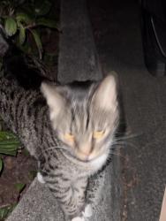 Found/Stray Unknown Cat last seen Near Avery at Orenco. , Hillsboro, OR 97124