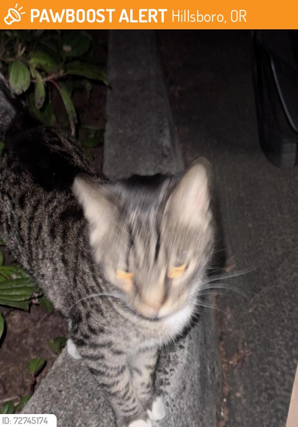 Found/Stray Unknown Cat last seen Near Avery at Orenco. , Hillsboro, OR 97124