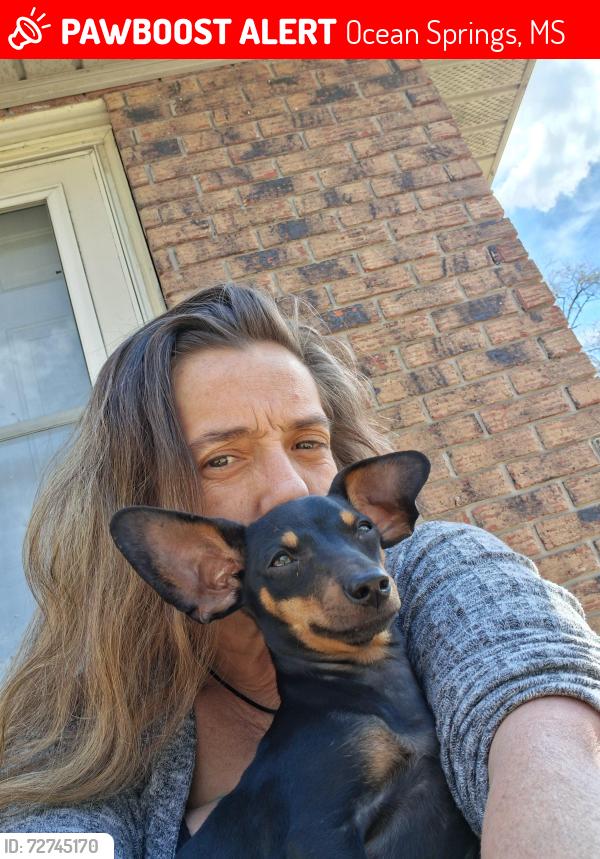 Lost Male Dog last seen Greyhound stadium, Ocean Springs, MS 39564