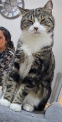 Lost Male Cat last seen Gelbe farm Rd, Kitt's Green, England B33 9EJ