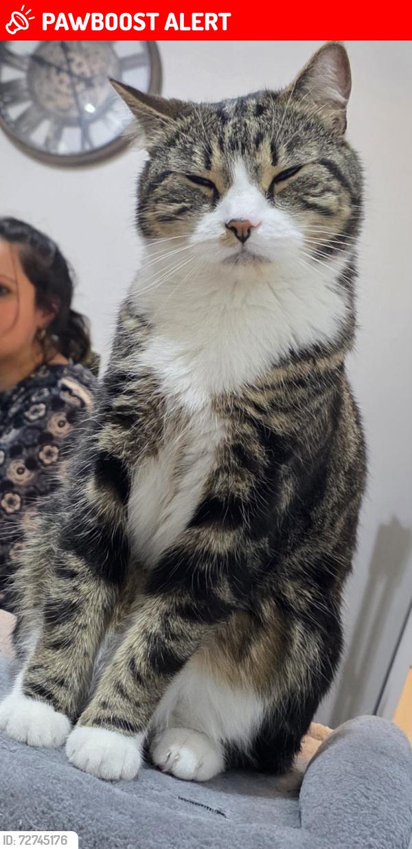 Lost Male Cat last seen Gelbe farm Rd, Kitt's Green, England B33 9EJ