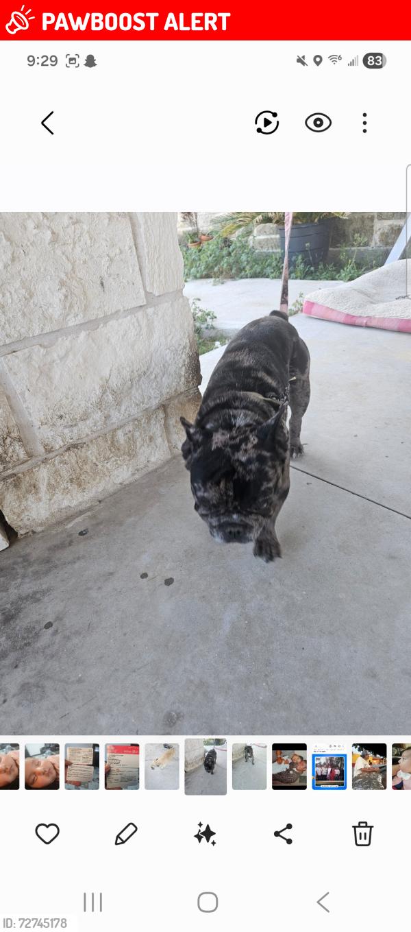 Lost Male Dog last seen Jack Ernest, Montgomery County, TX 77306