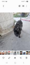 Lost Male Dog last seen Jack Ernest, Montgomery County, TX 77306