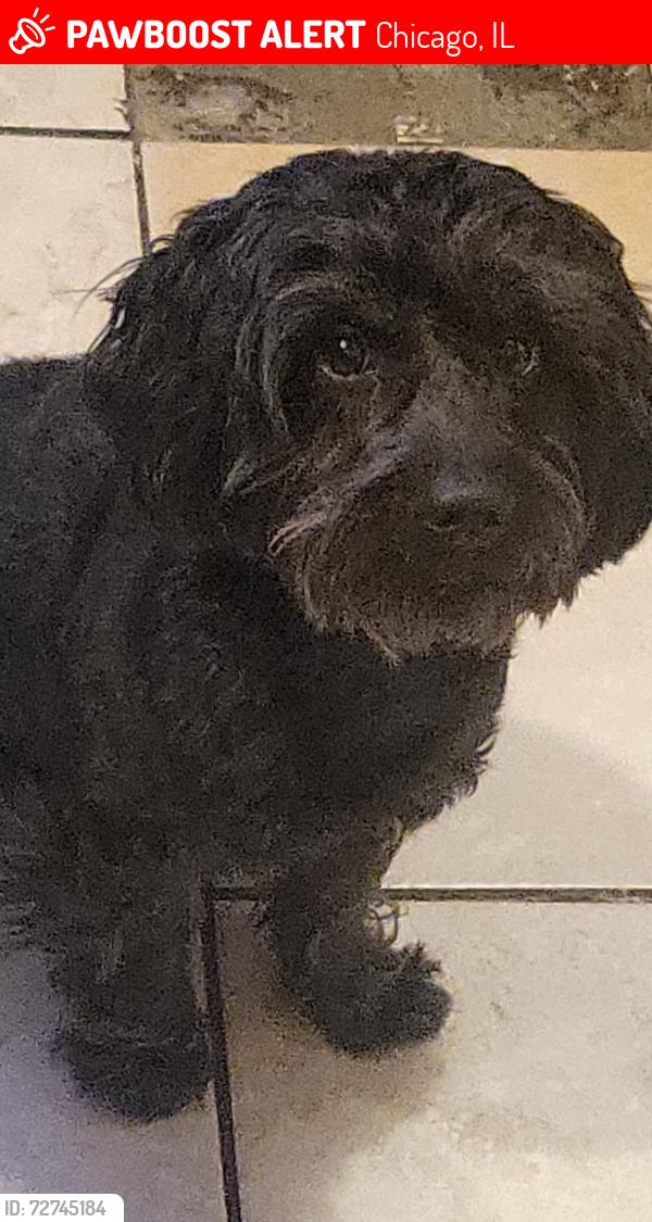 Lost Male Dog last seen Central and diversey ave , Chicago, IL 60639