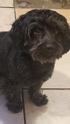 Lost Male Dog last seen Central and diversey ave , Chicago, IL 60639