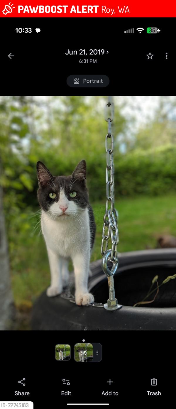 Lost Male Cat last seen 8th ave E and 304th, Roy, WA 98580