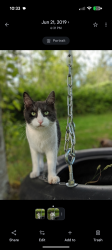 Lost Male Cat last seen 8th ave E and 304th, Roy, WA 98580