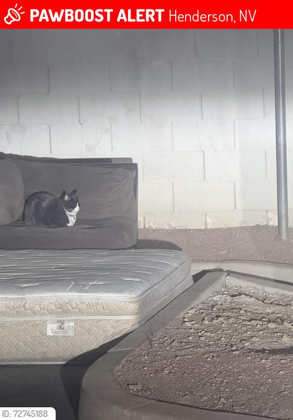 Lost Unknown Cat last seen Near e warm springs rd Henderson no building 5, Henderson, NV 89015