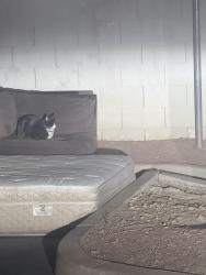 Lost Unknown Cat last seen Near e warm springs rd Henderson no building 5, Henderson, NV 89015