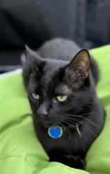 Lost Male Cat last seen Combe Road, Tilehurst, Berkshire, England RG30