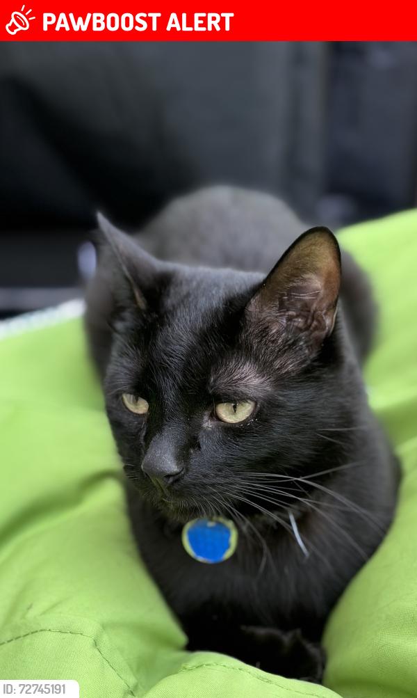 Lost Male Cat last seen Combe Road, Tilehurst, Berkshire, England RG30