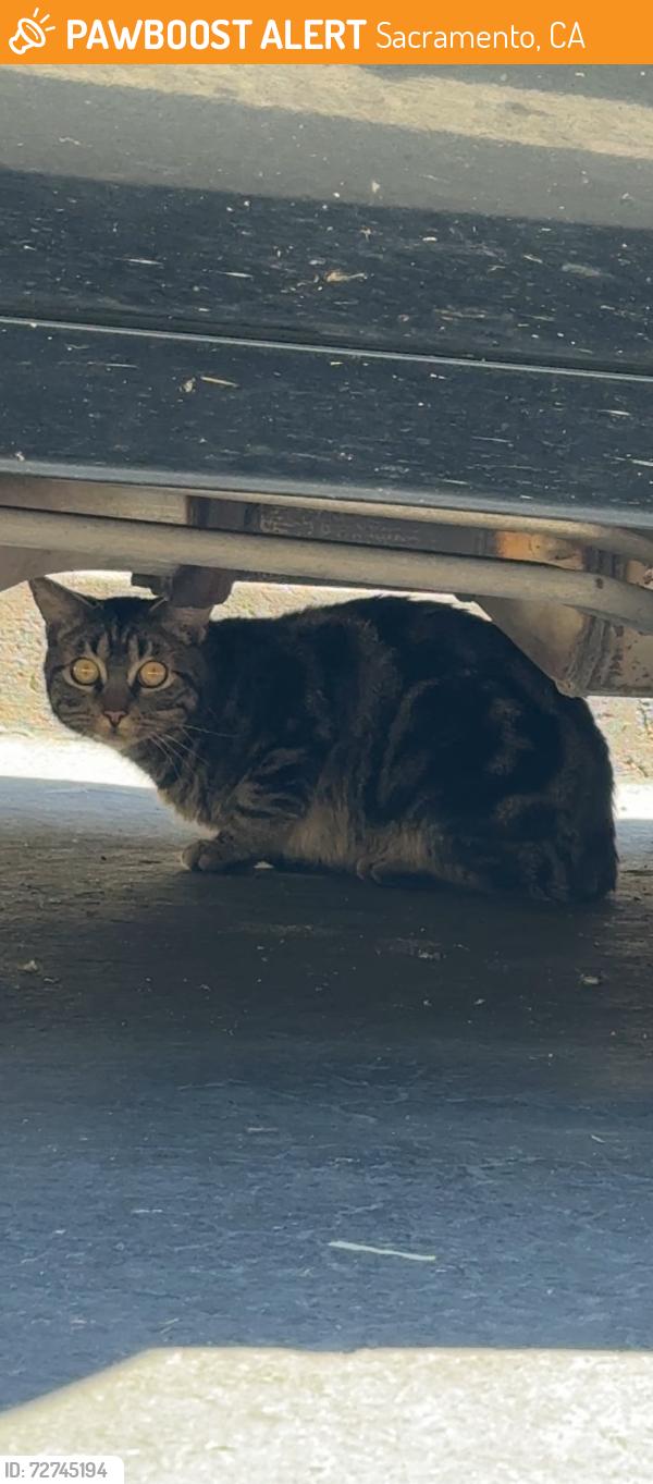 Found/Stray Unknown Cat last seen Adagio apmts , Sacramento, CA 95833