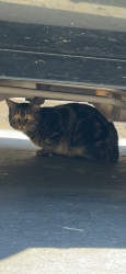 Found/Stray Unknown Cat last seen Adagio apmts , Sacramento, CA 95833