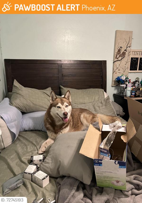 Found/Stray Male Dog last seen 39th ave, Phoenix, AZ 85009