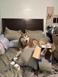Found/Stray Male Dog last seen 39th ave, Phoenix, AZ 85009