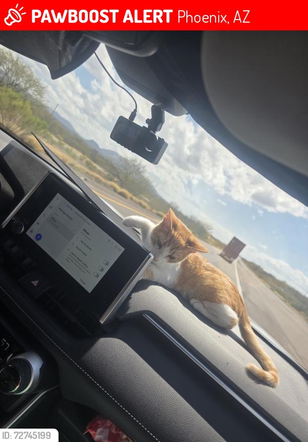 Lost Male Cat last seen Near av and thomas, Phoenix, AZ 85031