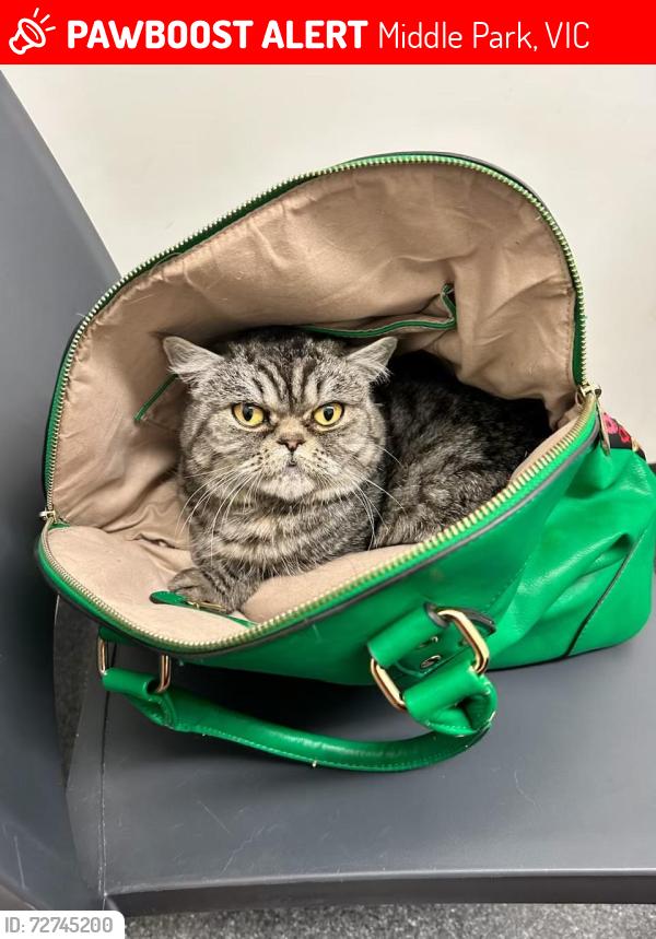 Lost Female Cat last seen Kerferd Road, Middle Park, VIC 3206