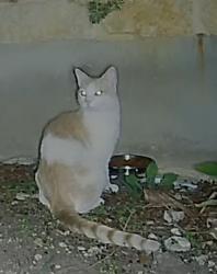 Found/Stray Unknown Cat last seen Los Reyes Canyon Neighborhood west of SR 16 and 3 miles northwest of Old Town Helotes, Helotes, TX 78023