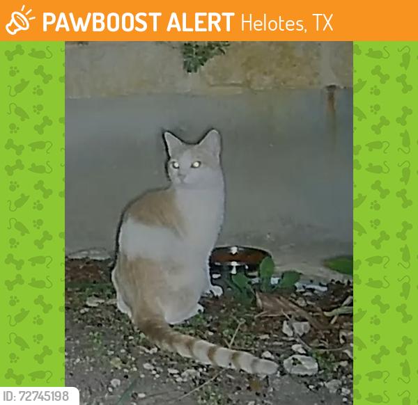 Found/Stray Unknown Cat last seen Los Reyes Canyon Neighborhood west of SR 16 and 3 miles northwest of Old Town Helotes, Helotes, TX 78023