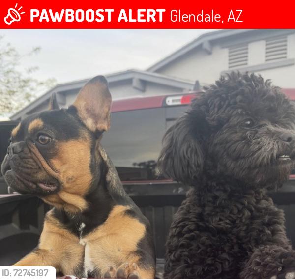 Lost Female Dog last seen 87th Ave, Glendale, Glendale, AZ 85305