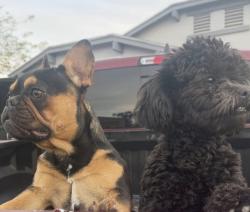 Lost Female Dog last seen 87th Ave, Glendale, Glendale, AZ 85305
