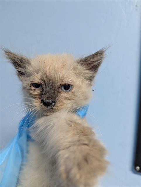 Shelter Stray Female Cat last seen Near BLOCK LINCOLN AVE, BAKERSFIELD CA 93308, Bakersfield, CA 93308