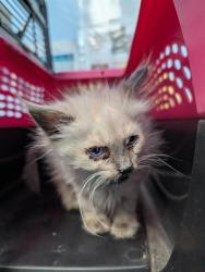 Shelter Stray Male Cat last seen Near BLOCK LINCOLN AVE, BAKERSFIELD CA 93308, Bakersfield, CA 93308
