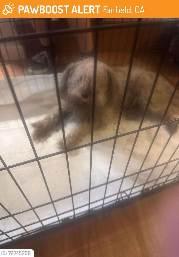 Found/Stray Female Dog last seen East tabor and sunset ave, Fairfield, CA 94533
