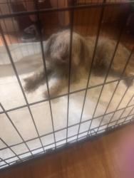 Found/Stray Female Dog last seen East tabor and sunset ave, Fairfield, CA 94533