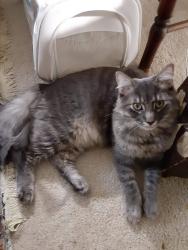 Lost Male Cat last seen La Grange Brookline ma 02467, Boston, MA 02132