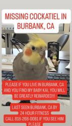 Lost Male Bird last seen Near auto body , Burbank, CA 91504