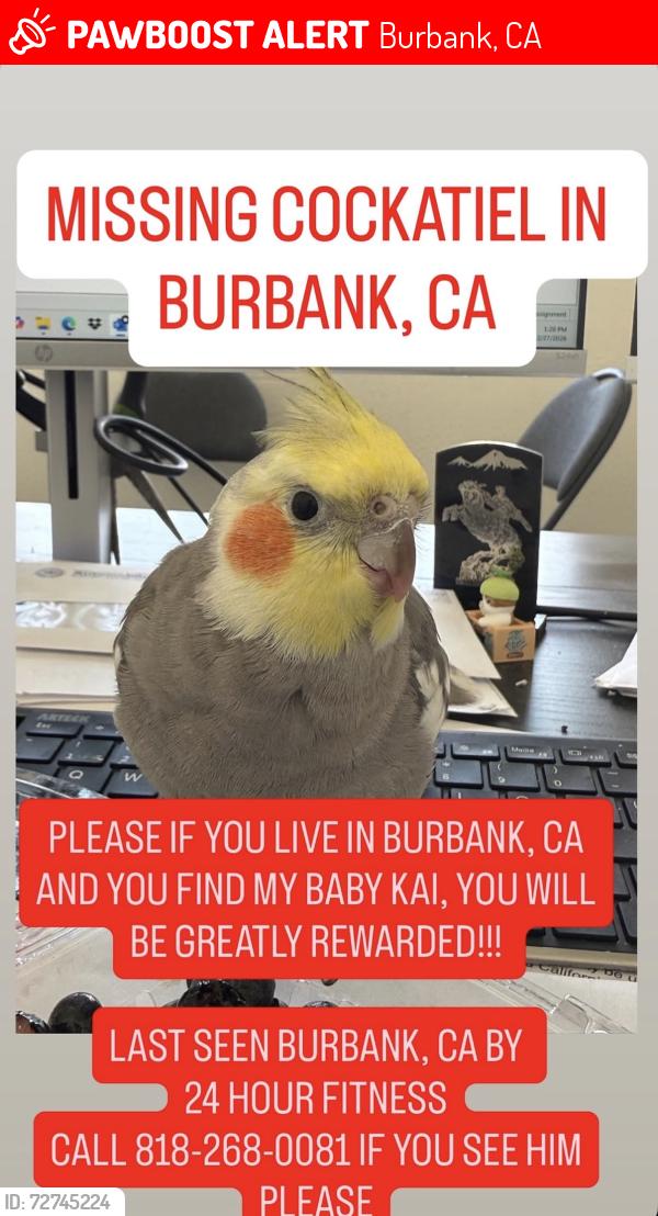 Lost Male Bird last seen Near auto body , Burbank, CA 91504