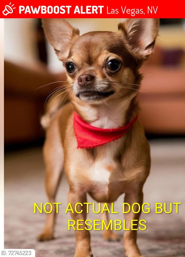 Lost Male Dog last seen Near s las Vegas Blvd by wedding chapels someone said a white van picked him up , Las Vegas, NV 89104
