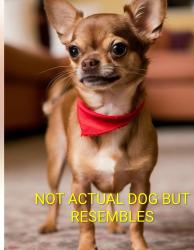 Lost Male Dog last seen Near s las Vegas Blvd by wedding chapels someone said a white van picked him up , Las Vegas, NV 89104