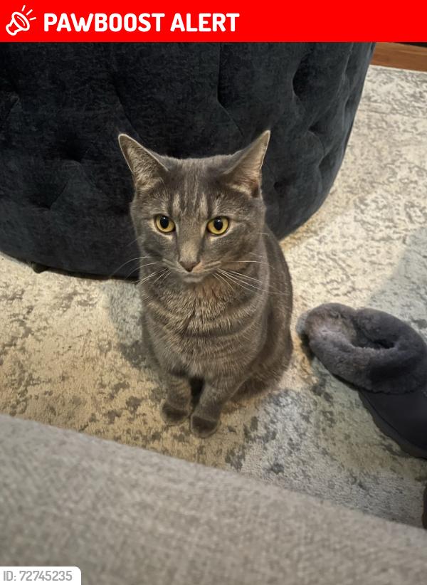 Lost Female Cat last seen Off Medlock Bridge Rd - Bankside Way, Peachtree Corners, GA 30096