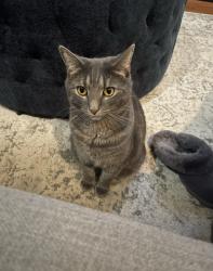 Lost Female Cat last seen Off Medlock Bridge Rd - Bankside Way, Peachtree Corners, GA 30096