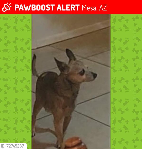 Lost Male Dog last seen 64th st and Brown , Mesa, AZ 85205