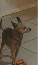 Lost Male Dog last seen 64th st and Brown , Mesa, AZ 85205