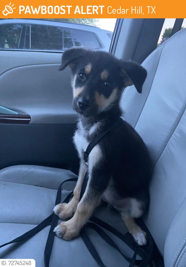Found/Stray Unknown Dog last seen Duncanville rd and beltline, Cedar Hill, TX 75104
