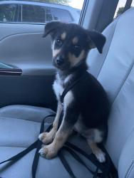 Found/Stray Unknown Dog last seen Duncanville rd and beltline, Cedar Hill, TX 75104