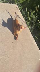 Lost Male Dog last seen Thunderbird n 51st a e, Glendale, AZ 85304