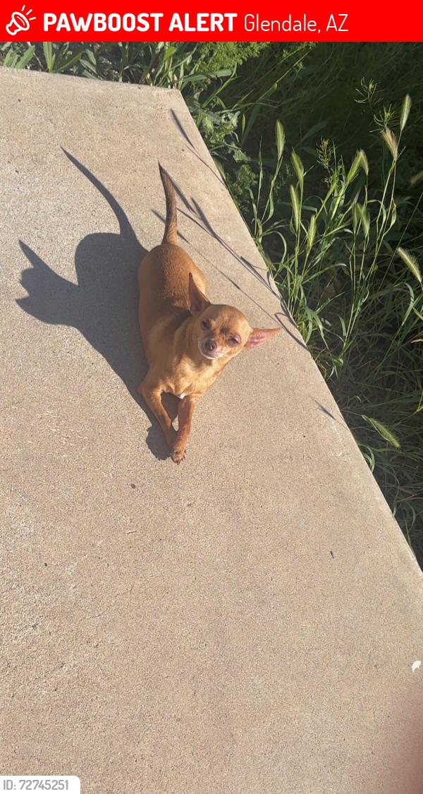 Lost Male Dog last seen Thunderbird n 51st a e, Glendale, AZ 85304