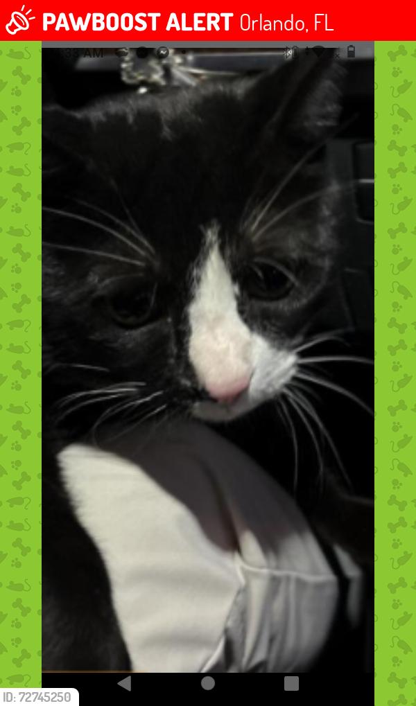 Lost Male Cat last seen Lotto market parking lot , Orlando, FL 32808