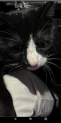 Lost Male Cat last seen Lotto market parking lot , Orlando, FL 32808