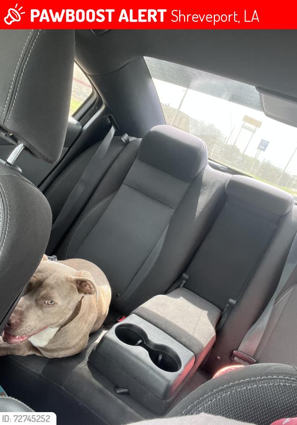 Lost Female Dog last seen saint vincent st shreveport la, Shreveport, LA 71106